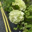 Kalina japonská 'Mariesii Great Star' - Viburnum plicatum 'Mariesii Great Star'