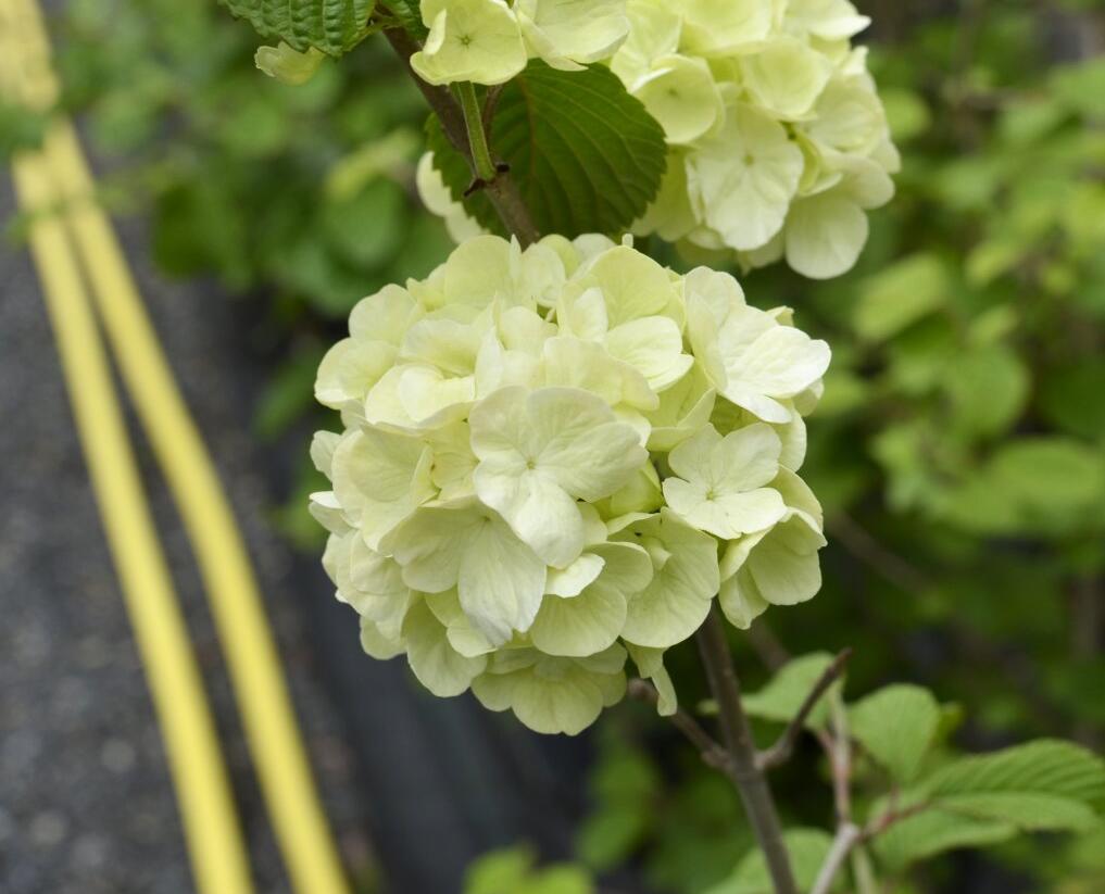 Kalina japonská 'Mariesii Great Star' - Viburnum plicatum 'Mariesii Great Star'