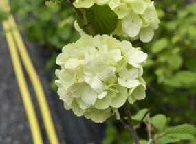 Kalina japonská 'Mariesii Great Star' - Viburnum plicatum 'Mariesii Great Star'