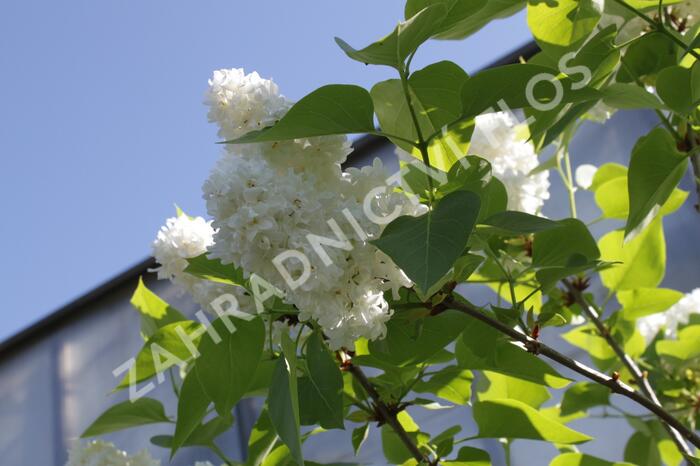 Šeřík obecný 'Madame Casimir Periere' - Syringa vulgaris 'Madame Casimir Periere'