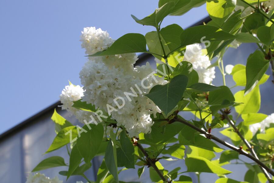 Šeřík obecný 'Madame Casimir Periere' - Syringa vulgaris 'Madame Casimir Periere'