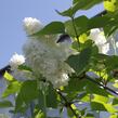 Šeřík obecný 'Madame Casimir Periere' - Syringa vulgaris 'Madame Casimir Periere'