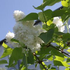 Šeřík obecný 'Madame Casimir Periere' - Syringa vulgaris 'Madame Casimir Periere'