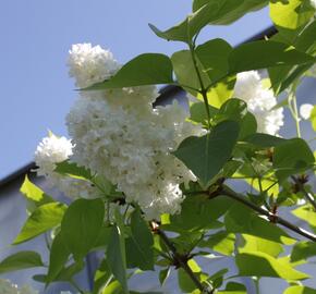 Šeřík obecný 'Madame Casimir Periere' - Syringa vulgaris 'Madame Casimir Periere'