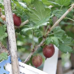 Angrešt červený 'Karmen' - Grossularia uva-crispa 'Karmen'