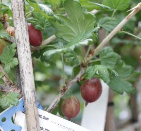 Angrešt červený 'Karmen' - Grossularia uva-crispa 'Karmen'