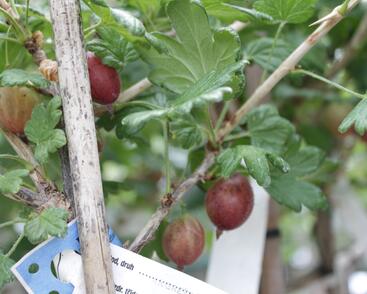 Angrešt červený 'Karmen'