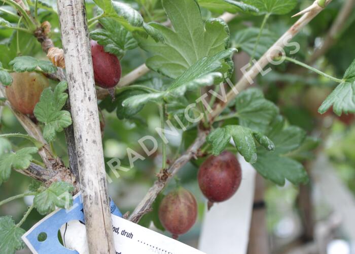 Angrešt červený 'Karmen' - Grossularia uva crispa 'Karmen'