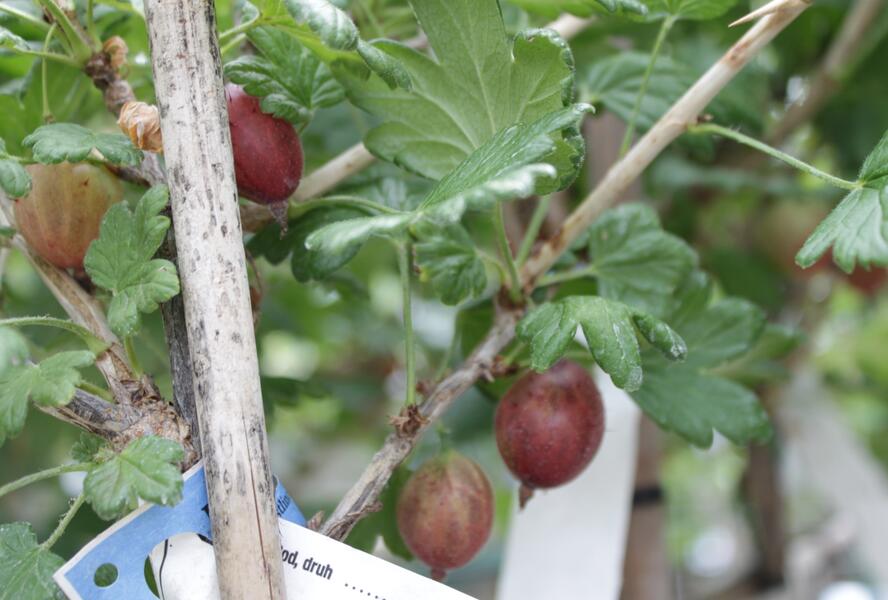 Angrešt červený 'Karmen' - Grossularia uva-crispa 'Karmen'