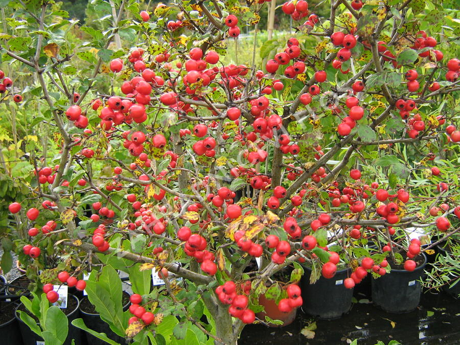 Hloh 'Gireoudii' - Crataegus media 'Gireoudii'