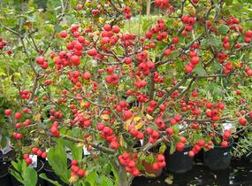Hloh 'Gireoudii' - Crataegus media 'Gireoudii'
