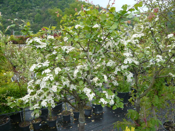 Hloh 'Gireoudii' - Crataegus media 'Gireoudii'
