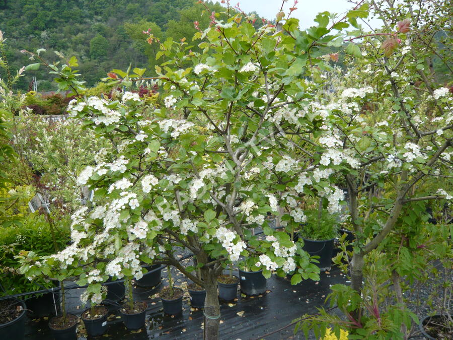 Hloh 'Gireoudii' - Crataegus media 'Gireoudii'