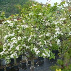 Hloh 'Gireoudii' - Crataegus media 'Gireoudii'