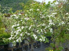 Hloh 'Gireoudii' - Crataegus media 'Gireoudii'