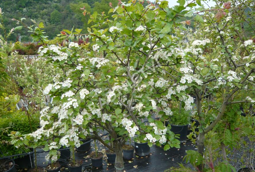 Hloh 'Gireoudii' - Crataegus media 'Gireoudii'