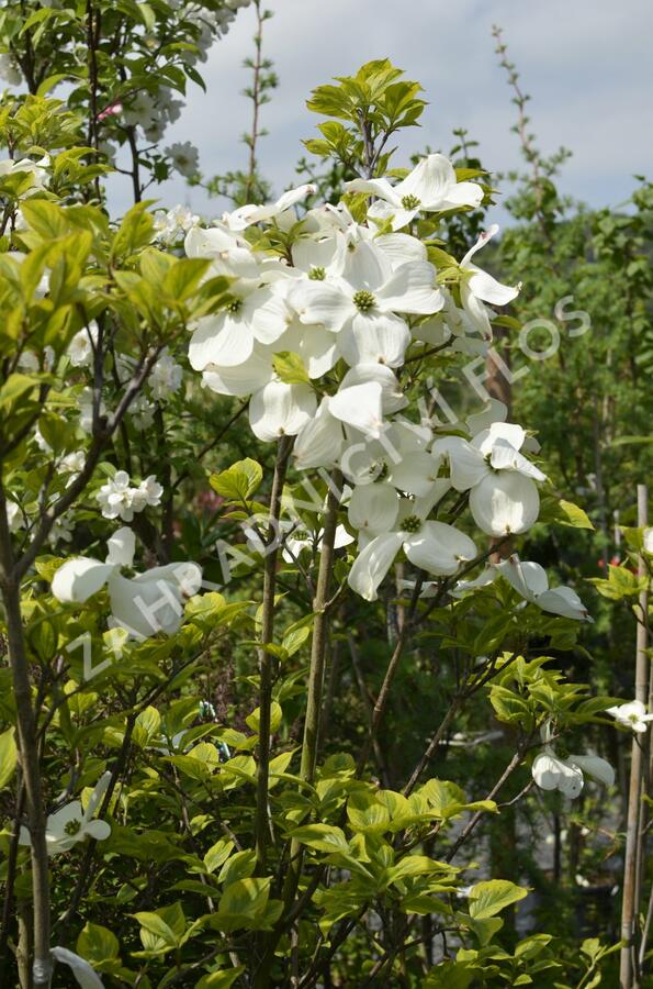 Dřín květnatý 'Rainbow' - Cornus florida 'Rainbow'