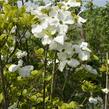 Dřín květnatý 'Rainbow' - Cornus florida 'Rainbow'