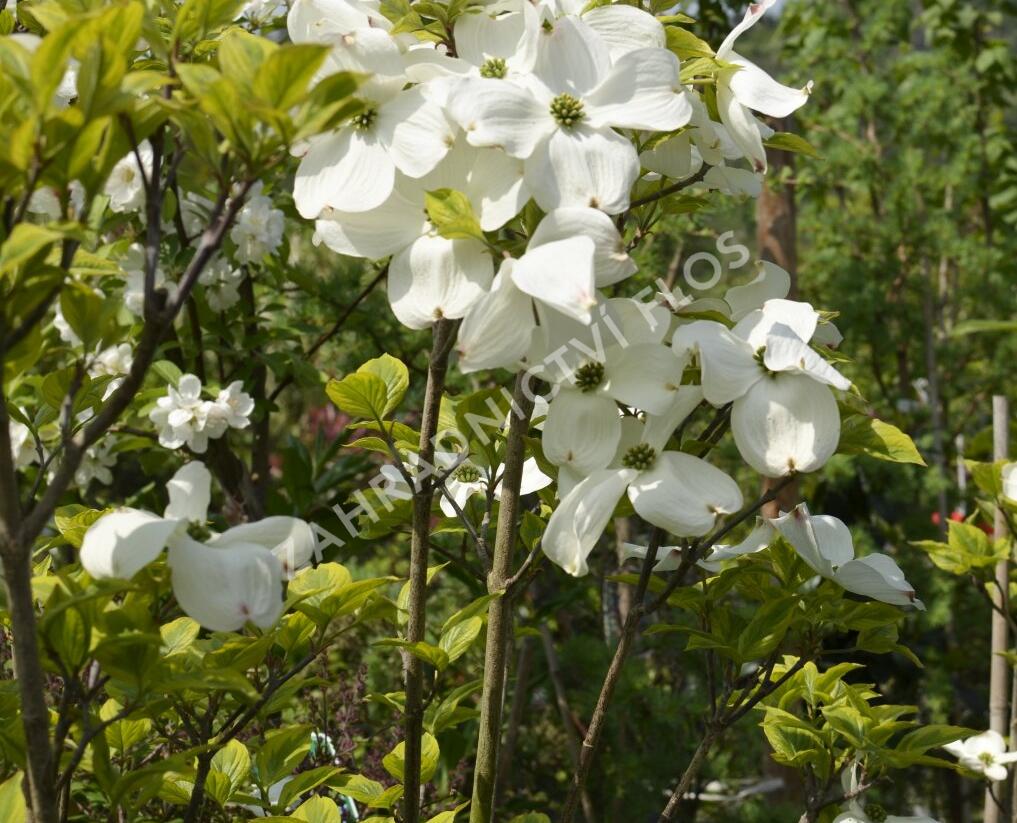 Dřín květnatý 'Rainbow' - Cornus florida 'Rainbow'