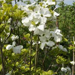 Dřín květnatý 'Rainbow' - Cornus florida 'Rainbow'