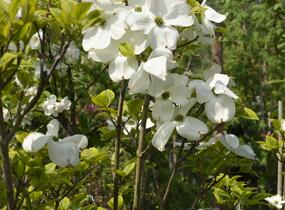 Dřín květnatý 'Rainbow' - Cornus florida 'Rainbow'