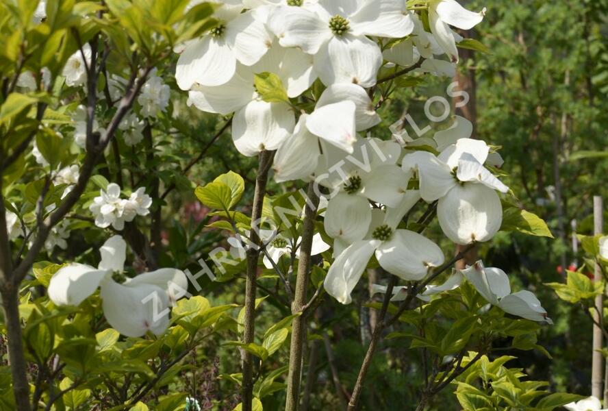 Dřín květnatý 'Rainbow' - Cornus florida 'Rainbow'