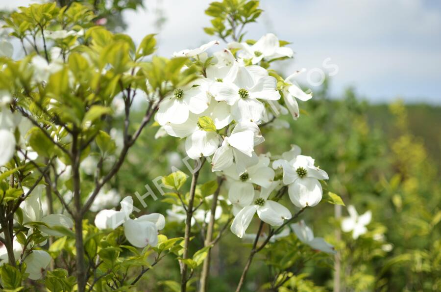 Dřín květnatý 'Rainbow' - Cornus florida 'Rainbow'