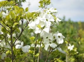 Dřín květnatý 'Rainbow' - Cornus florida 'Rainbow'