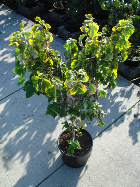 Dřín květnatý 'Rainbow' - Cornus florida 'Rainbow'