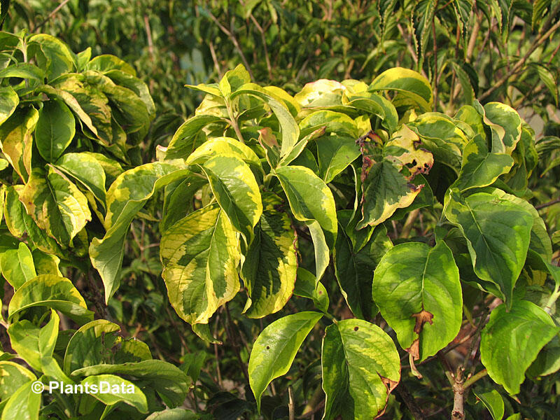 Dřín květnatý 'Rainbow' - Cornus florida 'Rainbow'