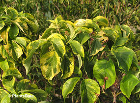 Dřín květnatý 'Rainbow' - Cornus florida 'Rainbow'