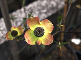 Dřín 'Dorothy' - Cornus 'Dorothy'