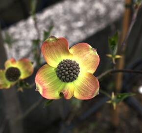 Dřín 'Dorothy' - Cornus 'Dorothy'