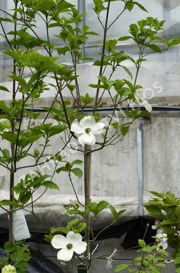 Dřín 'Dorothy' - Cornus 'Dorothy'