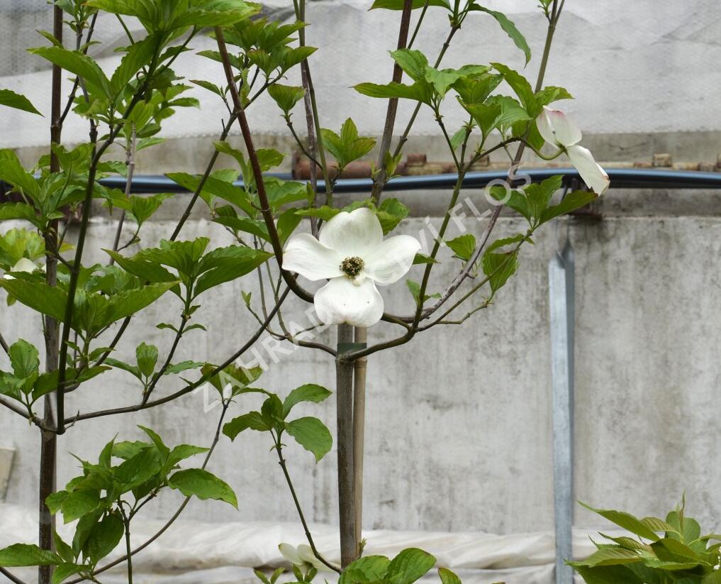 Dřín 'Dorothy' - Cornus 'Dorothy'