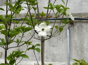 Dřín 'Dorothy' - Cornus 'Dorothy'