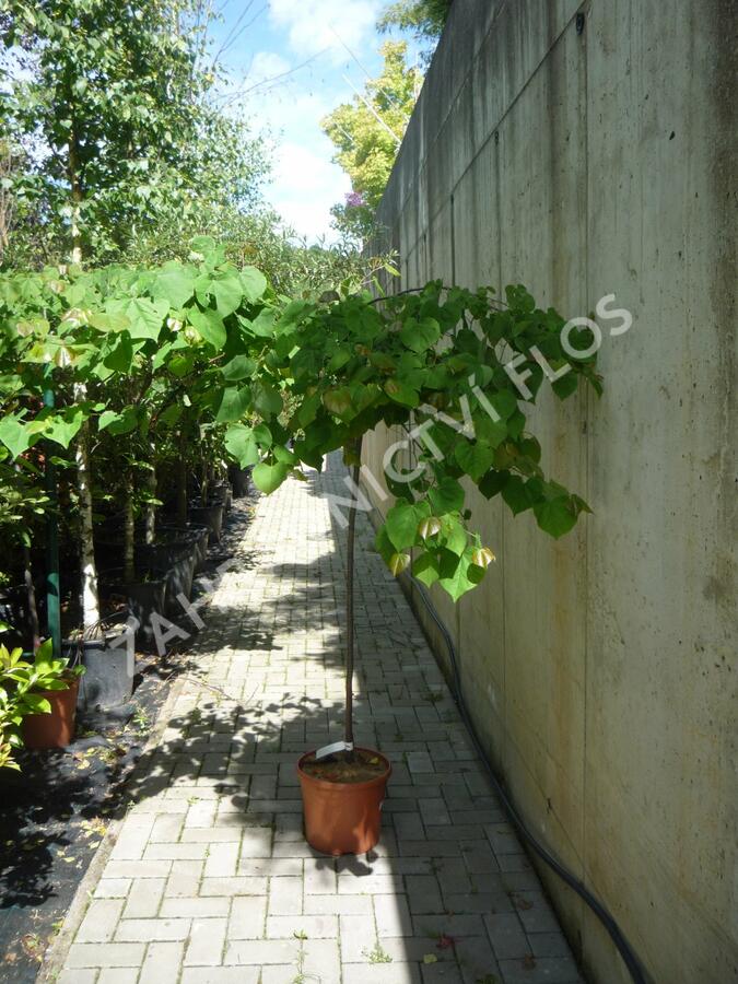 Zmarlika kanadská 'Cascading Hearts' - Cercis canadensis 'Cascading Hearts'