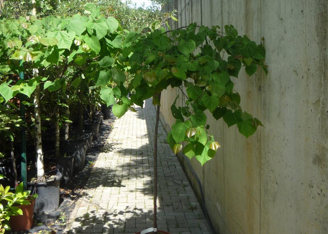 Zmarlika kanadská 'Cascading Hearts' - Cercis canadensis 'Cascading Hearts'