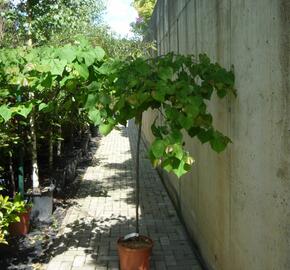 Zmarlika kanadská 'Cascading Hearts' - Cercis canadensis 'Cascading Hearts'