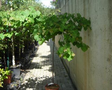 Zmarlika kanadská 'Cascading Hearts'