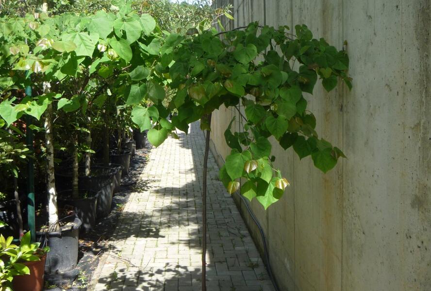 Zmarlika kanadská 'Cascading Hearts' - Cercis canadensis 'Cascading Hearts'