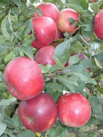 Jabloň podzimní 'Pidi' - Malus domestica 'Pidi'