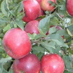 Jabloň podzimní 'Pidi' - Malus domestica 'Pidi'