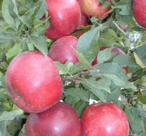 Jabloň podzimní 'Pidi' - Malus domestica 'Pidi'