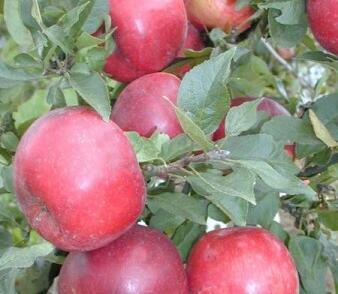 Jabloň podzimní 'Pidi'