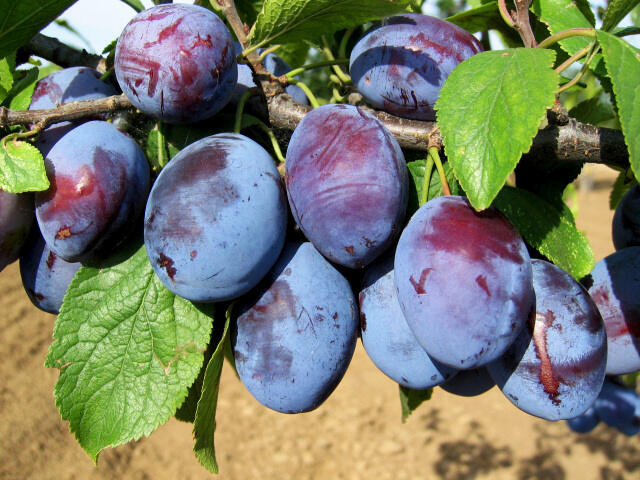 Pološvestka - středně raná 'Čačanská rodna' - Prunus domestica 'Čačanská rodna'