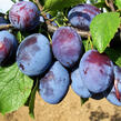 Pološvestka - středně raná 'Čačanská rodna' - Prunus domestica 'Čačanská rodna'