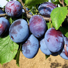 Pološvestka - středně raná 'Čačanská rodna' - Prunus domestica 'Čačanská rodna'