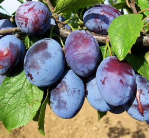 Pološvestka - středně raná 'Čačanská rodna' - Prunus domestica 'Čačanská rodna'