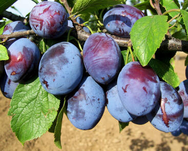 Pološvestka středně raná 'Čačanská rodna'